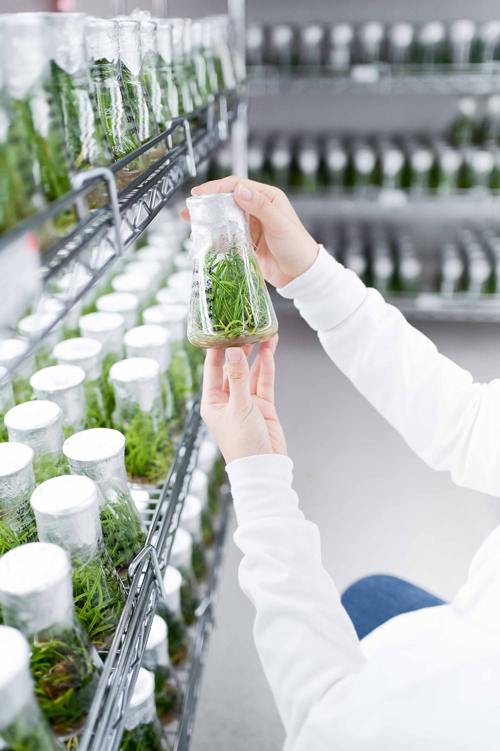As the plantlets mature in flasks, they are checked before being transplanted out for acclimatisation.